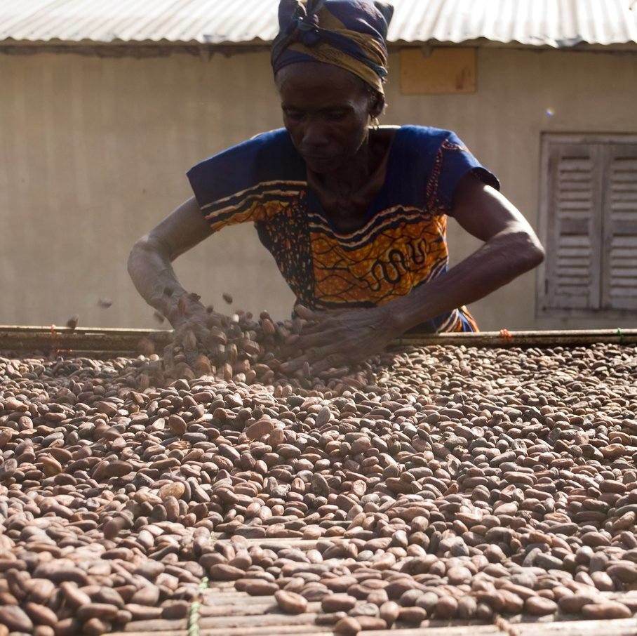 kakaové boby výroba