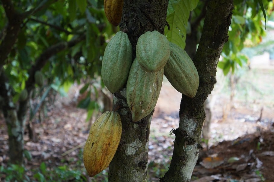 kakaové lusky