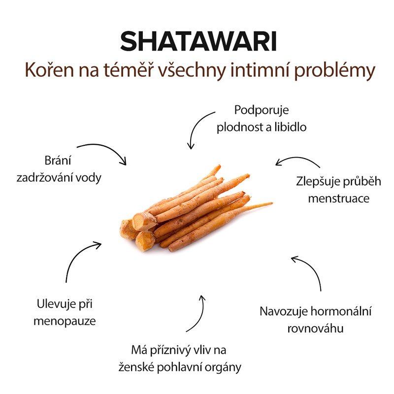 účinky shatawari